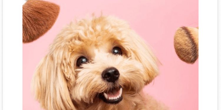 How Do Facebook Ads Work For Shopify?