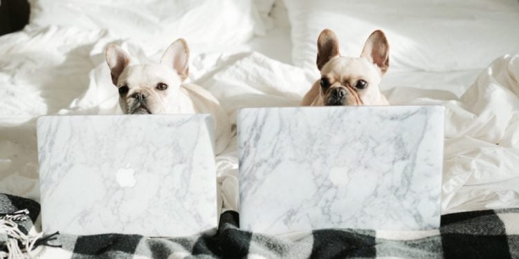 How Do I Get My Dog Noticed on Instagram?