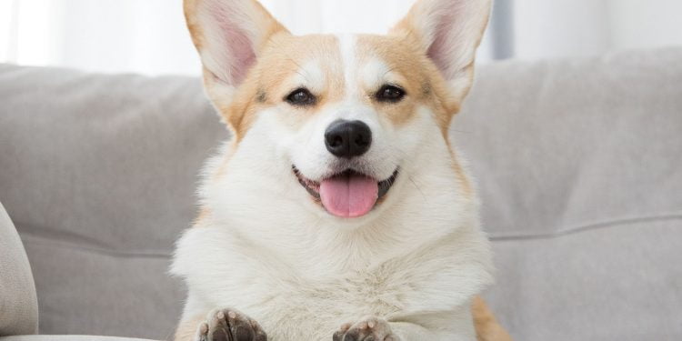 How Do I Make My Dog Famous on Instagram?