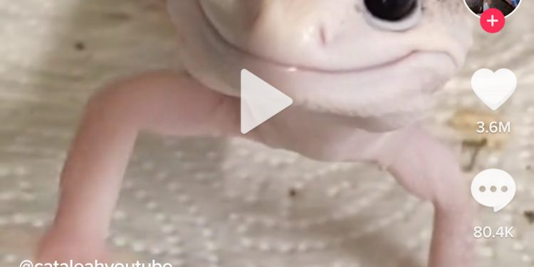 How Do You Fast Forward on TikTok?