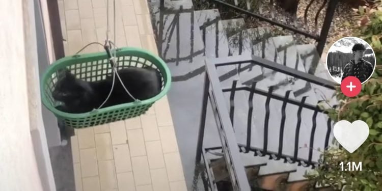 How to Find the Original Song on TikTok