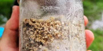 How to Grow Psilocybe Cubesis Using the PF Tek Method
