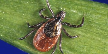 How to Slow Down a Tick