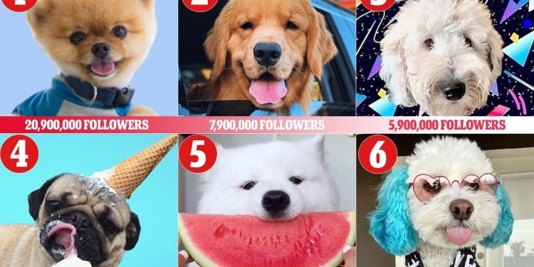 the-most-famous-dogs-on-tiktok-zeru