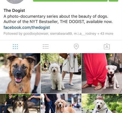 What Should I Write in My Instagram Bio For My Dog?