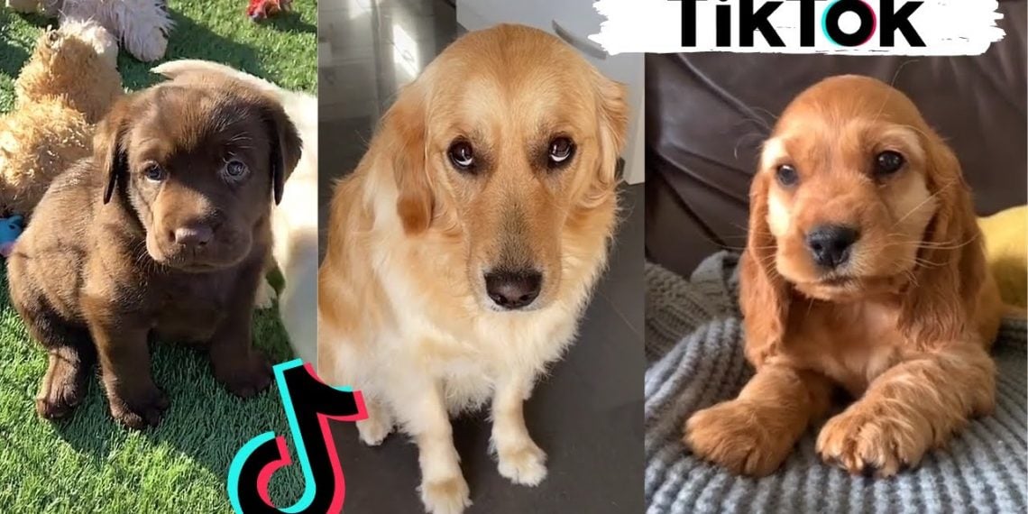 What is the Dog on TikTok? Zeru