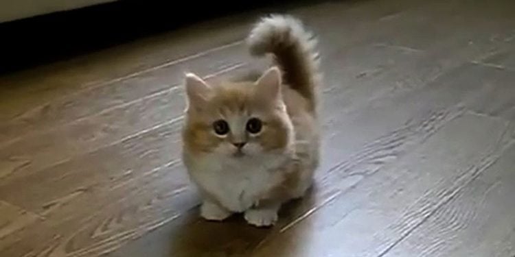 What is the Most Popular Cat Video on YouTube?