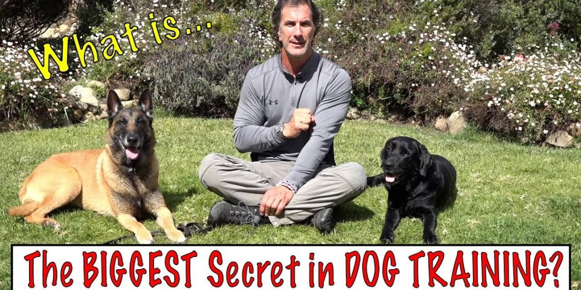 Who is the Best Dog Trainer on YouTube?